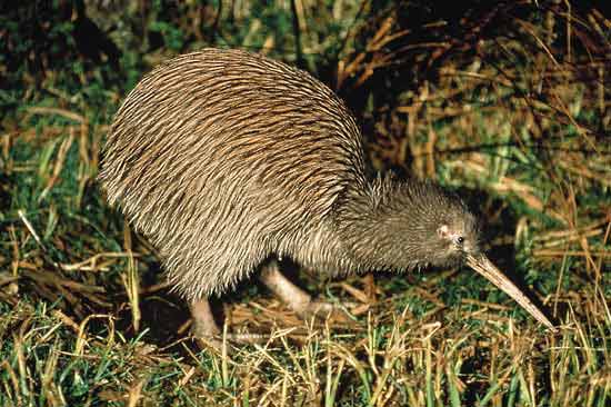 <i>Neuseelndischer Laufvogel: Der KIWI</i>