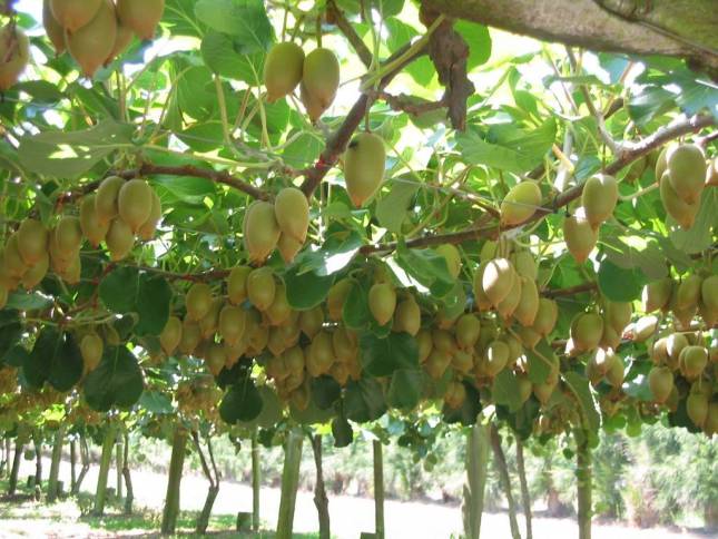 <i>Kiwi-Frucht Plantage</i>