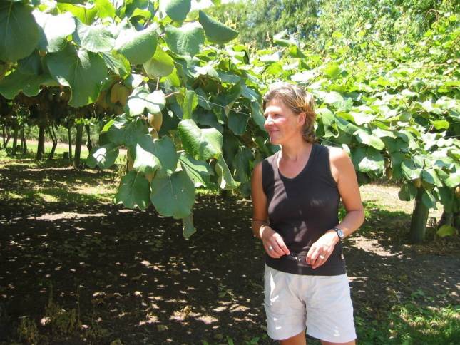 <i>Kiwi-Frucht Plantage</i>
