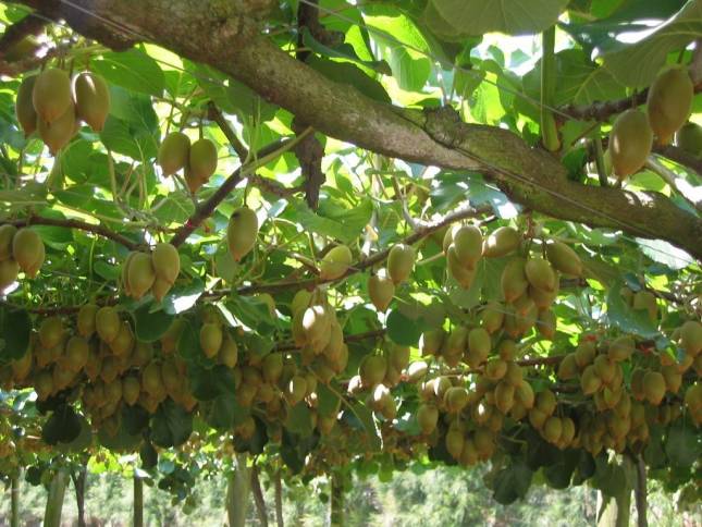 <i>Kiwi-Frucht Plantage</i>