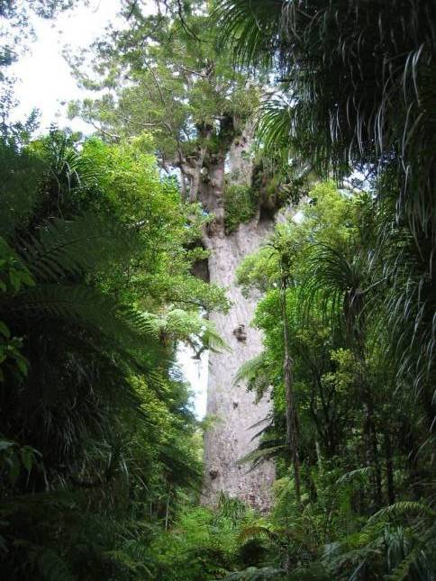 <i>Tane Mahuta - grter Baum in Neuseeland</i>
