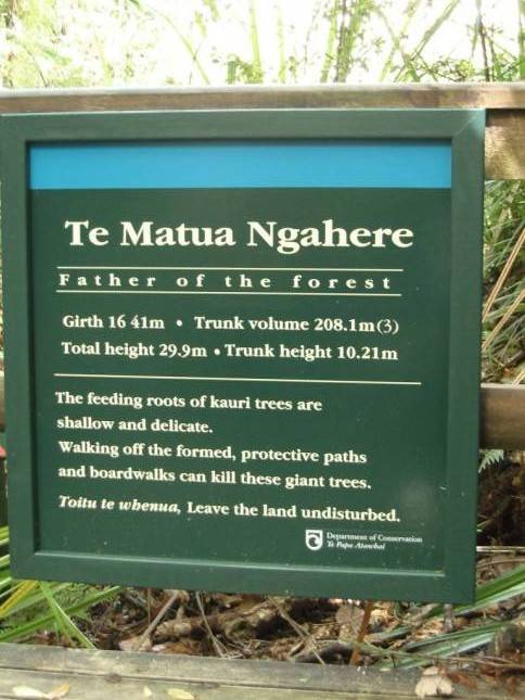 <i>Tane Mahuta - grter Baum in Neuseeland</i>