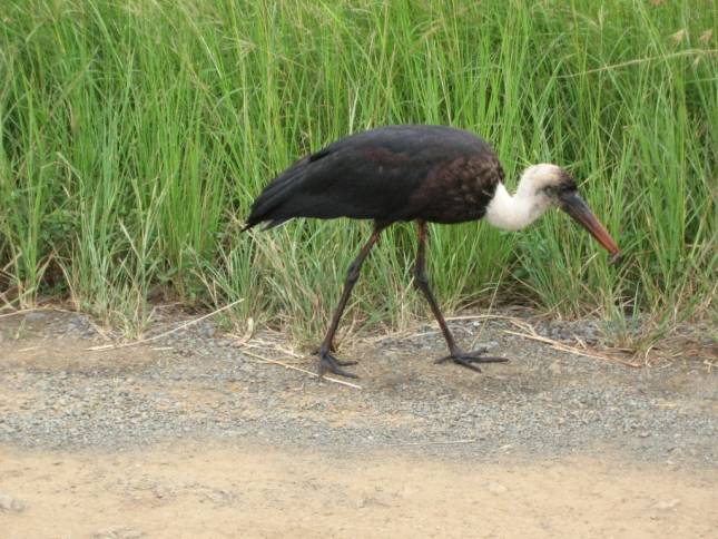 <i>Ibis im Hluhluwe-Nationalpark</i>