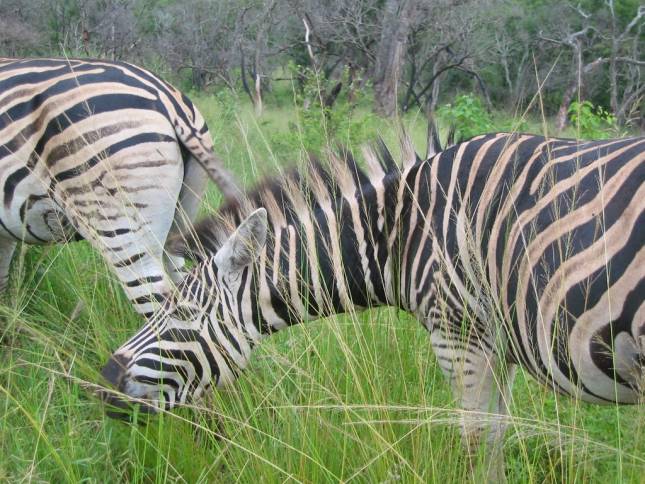 <i>Zebras im Hluhluwe-Nationalpark</i>