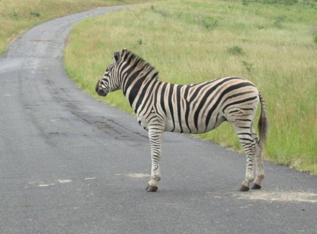 <i>Zebra als Streckenposten</i>