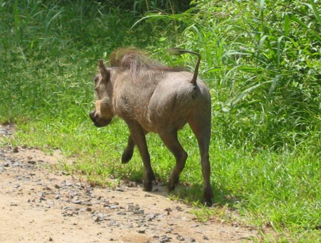 <i>Warzenschwein</i>