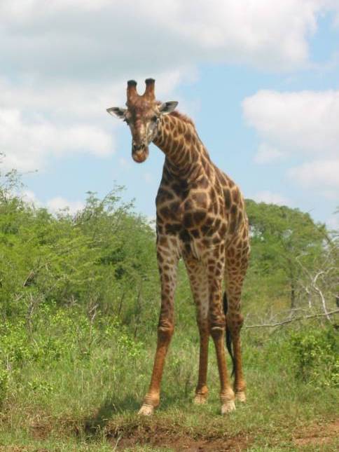 <i>Giraffe im Hluhluwe-Nationalpark</i>