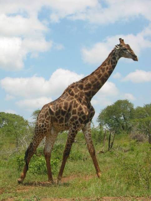 <i>Giraffe</i>