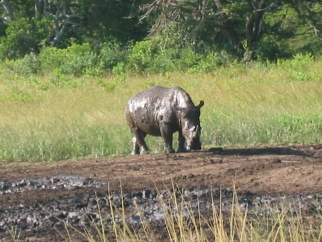 <i>Breitmaul-Nashorn</i>