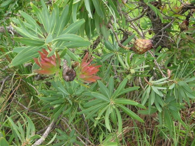 <i>Protea-Blte</i>