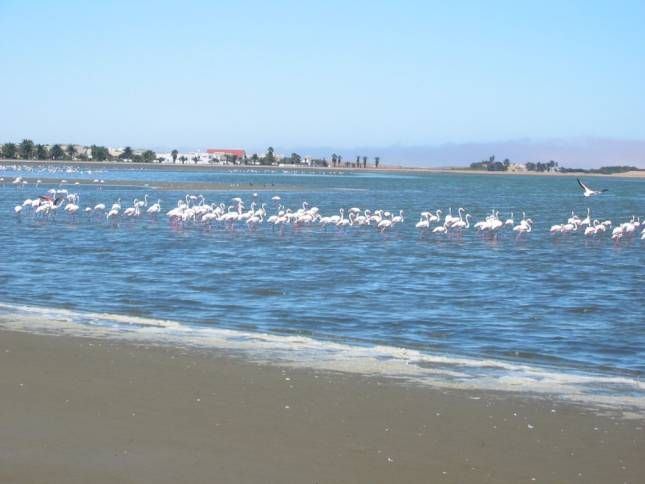 <b>Flamingos in Walfisch Bay</b>