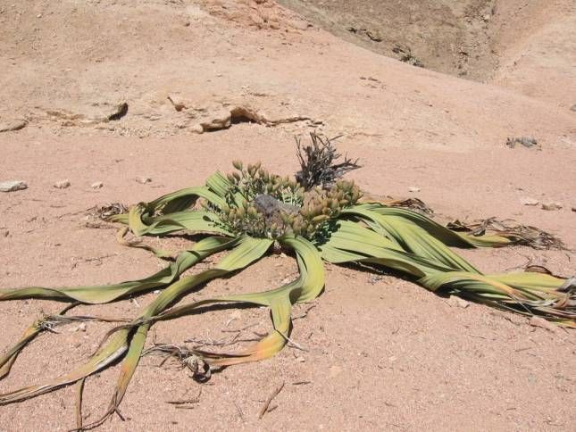 <b>Tagesausflug in die Namib Wste-Welwetschia-Pflanze</b>