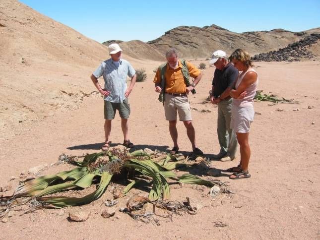 <b>Tagesausflug in die Namib Wste-Welwetschia-Pflanze</b>